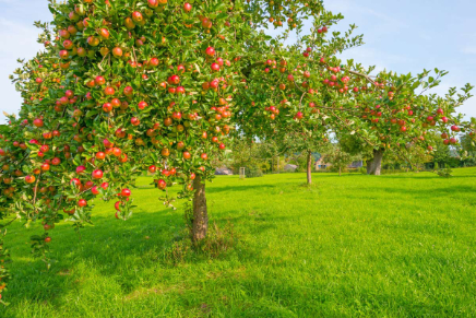 Un árbol bueno no puede producir frutos malos